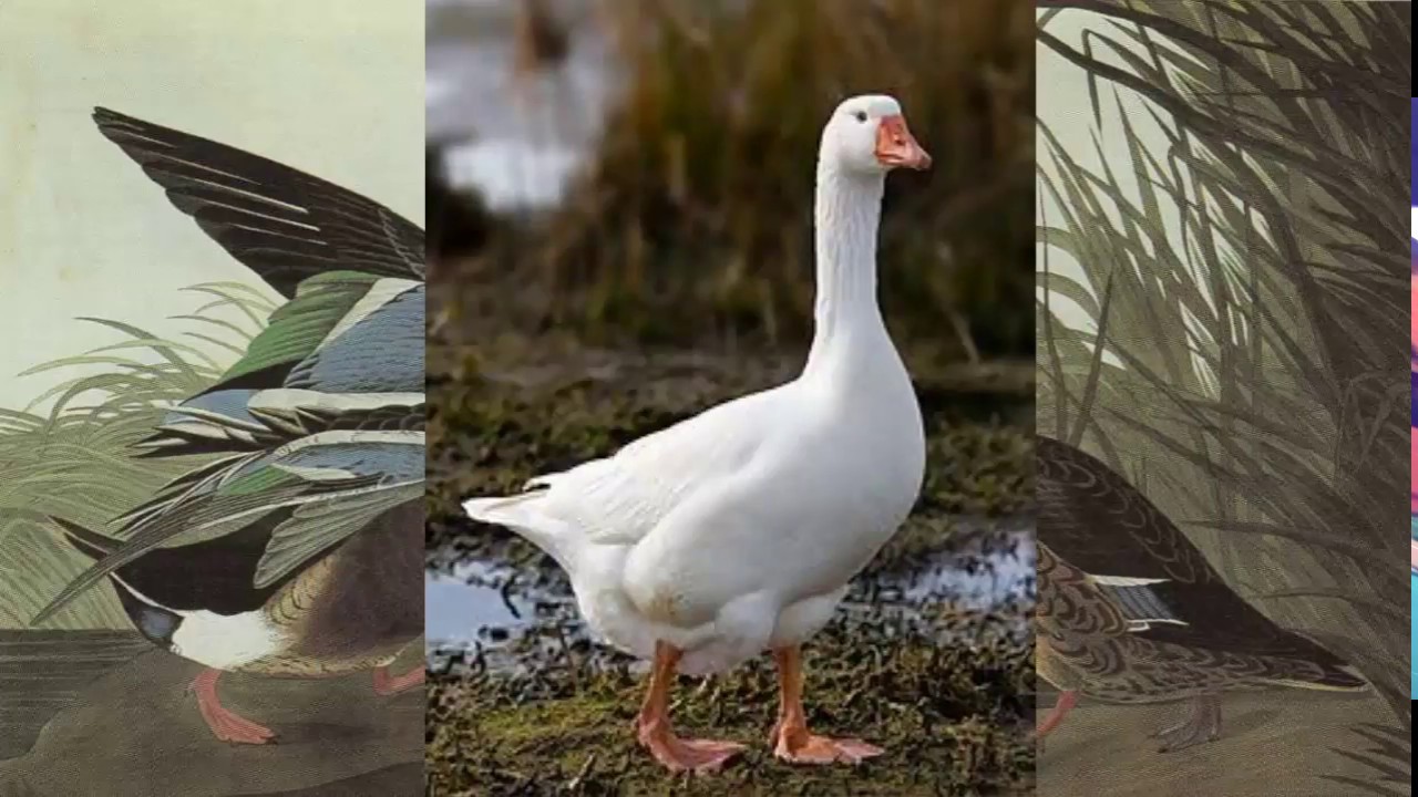 El bizarro y sorprendente apareamiento y reproducción de los patos