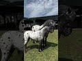 #automobile #remix #music #bass #electronicmusic #horse #моялошадь #лошади #лошадки #stallion