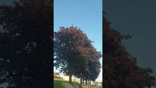 Nice copper beech tree on sunny day #shorts #autumn #copperbeechtree