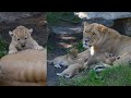 Lioness JJ and her 3 WEEKS old LION CUBS !
