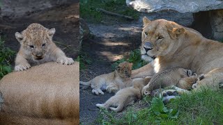 Lioness JJ and her 3 WEEKS old LION CUBS !