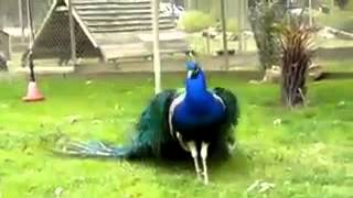 VID-20141114-WA0000.mp4