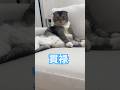ポコペン🐈‍⬛で作ってみました。#明日の私に幸あれ #猫のいる暮らし #猫 #cat #猫好きさんと繋がりたい #ポコペン