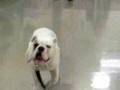 Ollie the English Bulldog Ollie the English Bulldog