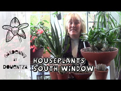 Video: Į pietus nukreipti augalai: sužinokite apie augalus, kurie toleruoja pietų pusę nukreiptą šviesą