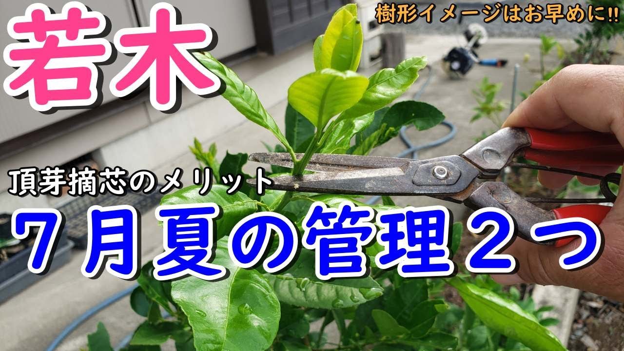 れもんページ！！ 人生初】新潟でレモン30本育てます。成功するかは…正直わかりません