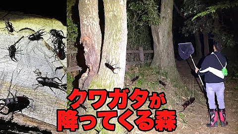 森こんにゃくカブトムシ