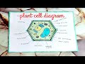 Plant Cell Diagram Easy For Beginner's|| Plant Cell Structure Labelled Step By Step 