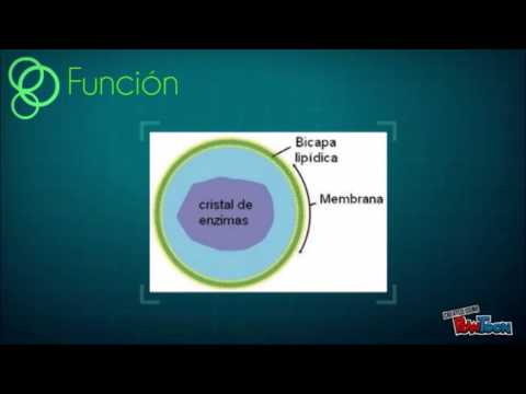 Vídeo: Función Cognitiva Intacta General En Adultos Con Adrenoleucodistrofia Ligada Al Cromosoma X Masculinos Con Resonancia Magnética Normal