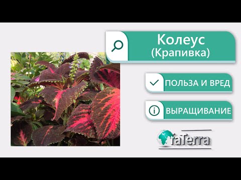 Video: Coleus Blume (25 Fotografij): Opis Coleus 