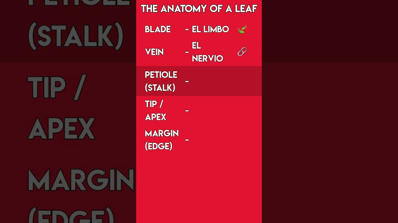 Nature in Spanish: The Parts of a Leaf 🌿