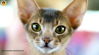 Abyssinian Cat by Cats & Cats 27 views 1 year ago 2 minutes, 27 seconds