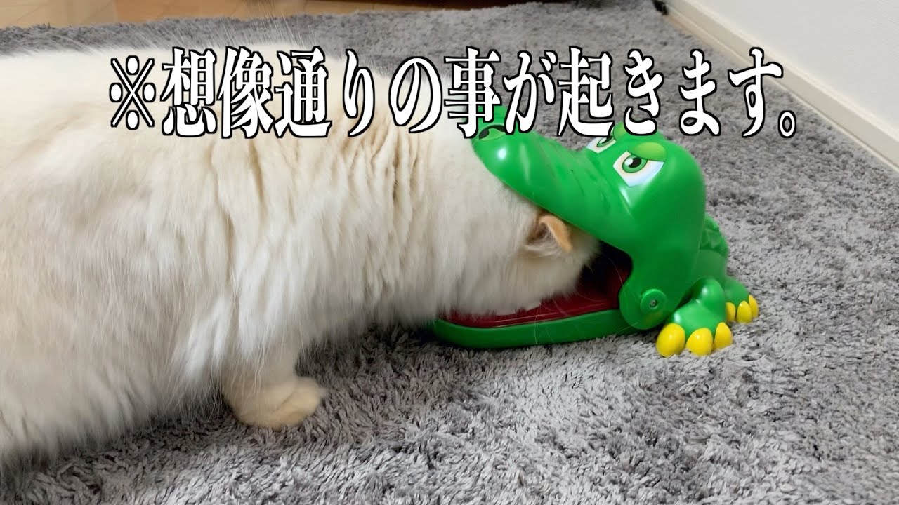新しいおもちゃには御用心 ワニの口に頭を突っ込んでしまった猫 Youtube