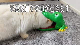 新しいおもちゃには御用心u203c️】ワニの口に頭を突っ込んでしまった猫