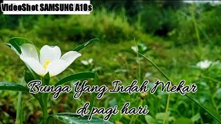 BUNGA YANG INDAH MEKAR DI PAGI HARI || Filosofi Alam
