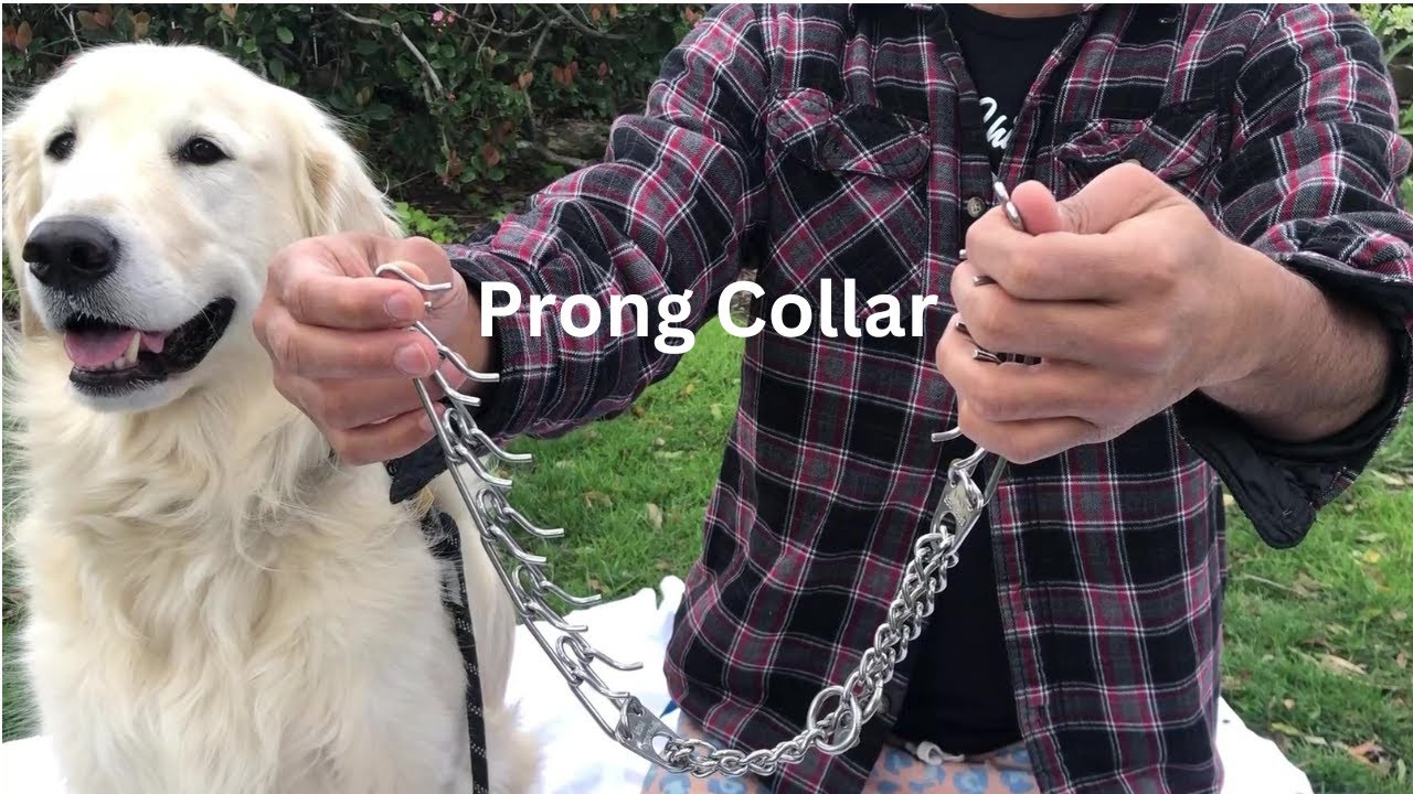 Stop Dog Pulling on Leash 🐶 | Training Golden Retriever with Prong Collar