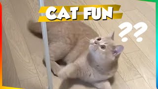 Funny Cats Playing Compilation | This is Cat by This is Cat 125 views 3 years ago 4 minutes, 41 seconds