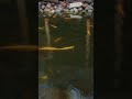 Top Fish Expert Reveals SECRET Pond Techniques #shorts #short #fish #pondfishing