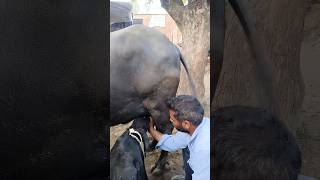 Vinay pratap dairy farm #viral trending #video