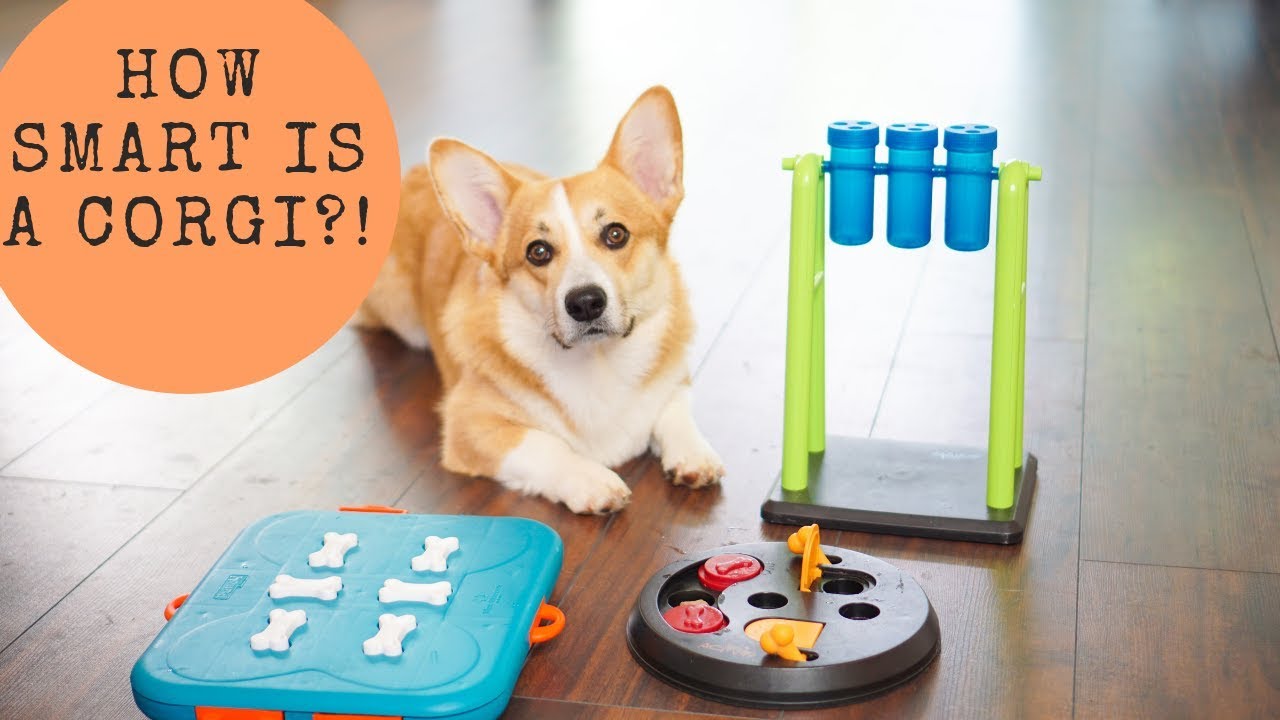 corgi smart