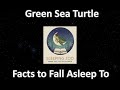 The Green Sea Turtle, Seagrass Dreams to Fall Asleep To (Calm Sleep Narration)