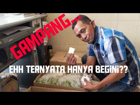 Video: Apakah suhu mempengaruhi pematangan pisang?