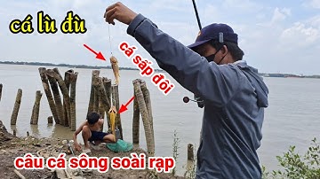 câu cá sông Nhà Bè toàn cá lù đù, điểm câu cá tự nhiên đẹp chủ yếu là giải trí 2024