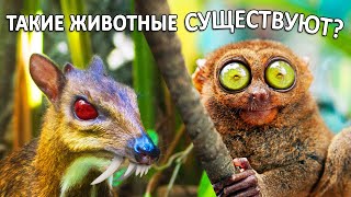 Неужели такие животные существуют? Самые странные существа. Необычные млекопитающие.