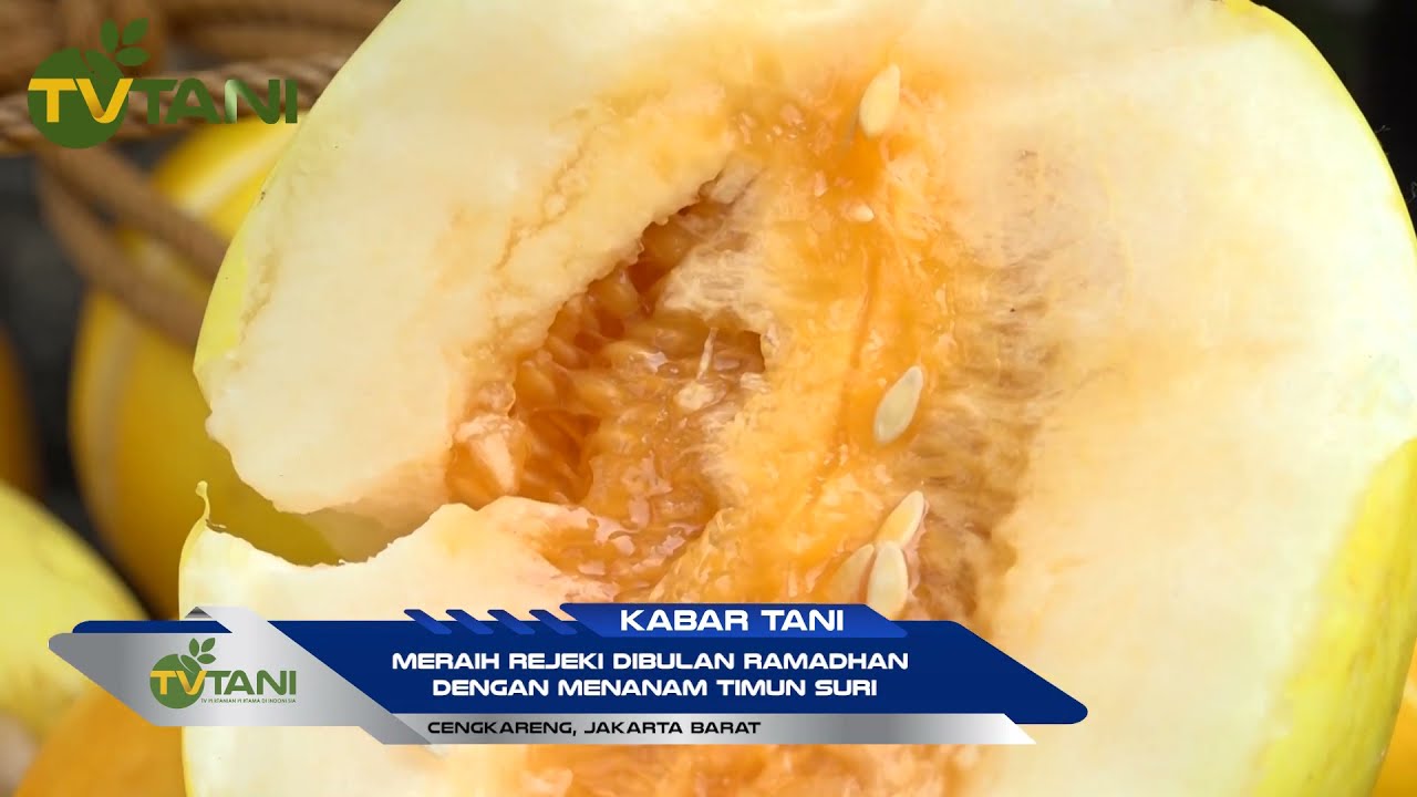Budidaya Timun Suri 