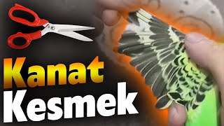 Kuş Kanat Kesimi Zararları - Kuş Kanadı Nasıl Kesilir-Papağan Kanat Kesimi-Kuş Kanat Ayarı