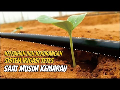 Video: Irigasi Tetes Di Rumah Kaca: Cara Melakukannya Sendiri, Perangkat Dan Keuntungan Dari Sistem Irigasi Tetes, Irigasi Dari Botol Plastik Dan Dari Tong