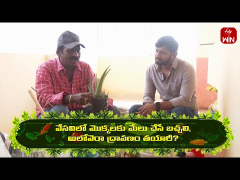 Vesavilo Mokkalaku melu chese Bachhali, Aloevera Dravanam tayari ? | Perati Ruchulu | 31st May 2024 - ETVABHIRUCHI