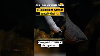 Kenapa Belut Listrik Nyetrum 