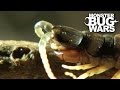 Desert Centipede Vs Trapdoor Spider | MONSTER BUG WARS