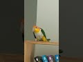 복이의 새해 인사^^새해복많이받으세욤!!!!!동이 복이 일상 Happy time of Dong &amp;Bok  #caiques #conure #썬코뉴어#노란머리카이큐