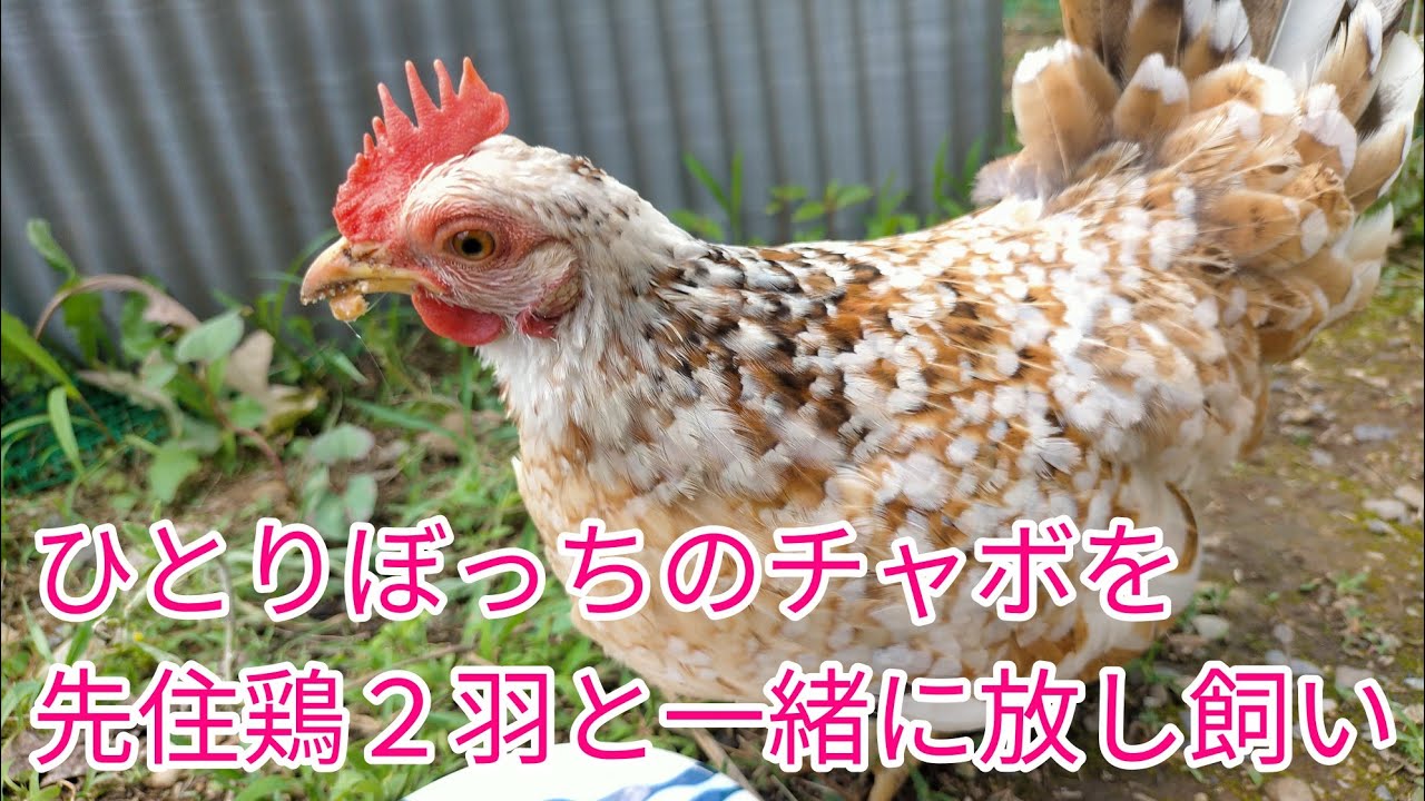 いつもひとりぼっちのチャボを先住鶏2羽と一緒に放し飼いしてみました