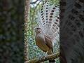 Do you know about lyrebird #facts #shorts #lyrebird #ai