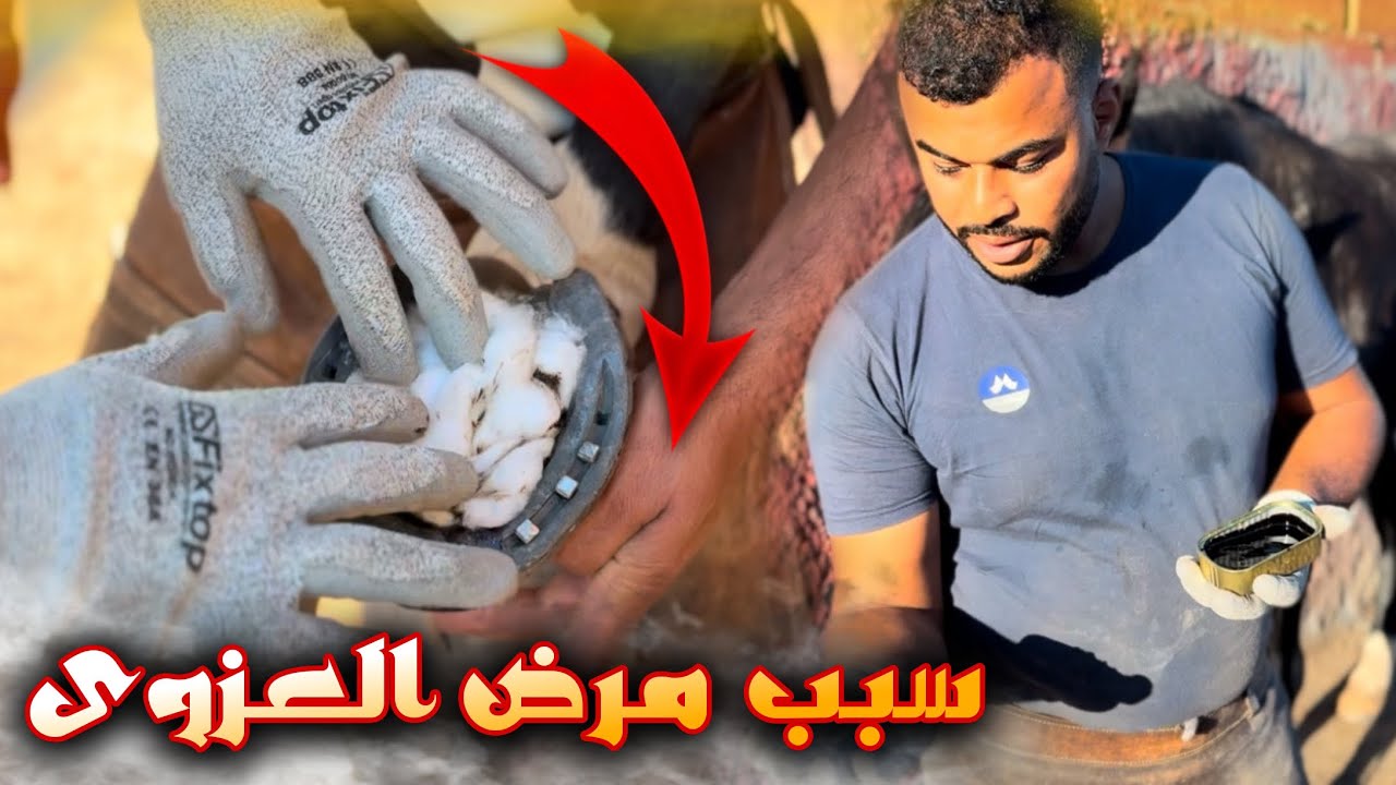 بدايـة علاج حصان العزوى 😢💔 شوفوا سبب المرض ديالوا ❤️‍🩹….