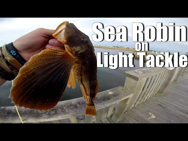 Sea Robin on Light Tackle - Long Island Fishing - Saltwater 