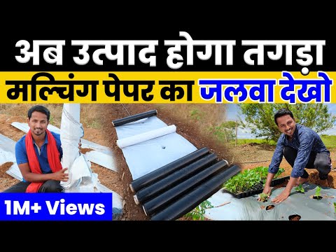 Mulching Paper Agriculture | मल्चिंग पेपर देसी जुगाड़, रेट, फायदे की पूरी जानकारी |  Indian Farmer