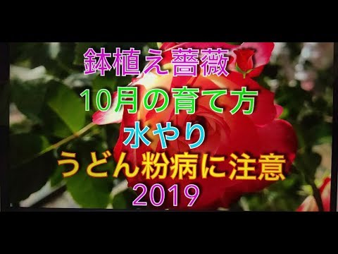 鉢植え薔薇 10月の育て方 水やり うどん粉病に注意 19 Youtube