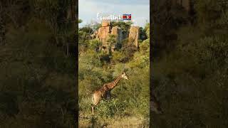 Eswatini ??Travel vidéo travel usa trend afrique travelvlog morocco eswatinitvapp  eswatini