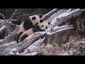 Panda Meng Xiang und Meng Yuan im Panda Garden Zoo Berlin 03.01.2021