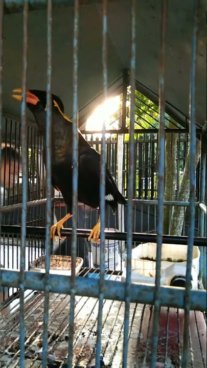 Burung beo bisa bicara - Assalamualaikum & Merdeka