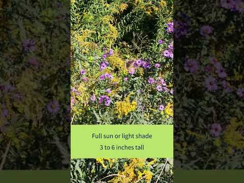 Video: New England Payız Bitkiləri Kruizləri və Qayıq Turları
