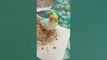 لما تساعد كوكا دوبلاج اكسبلور دبلجة مضحكة السعودية Birds Cockatiel 