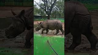 Zoo park lo rhino..🤩 #trending #rhino #zoo #park