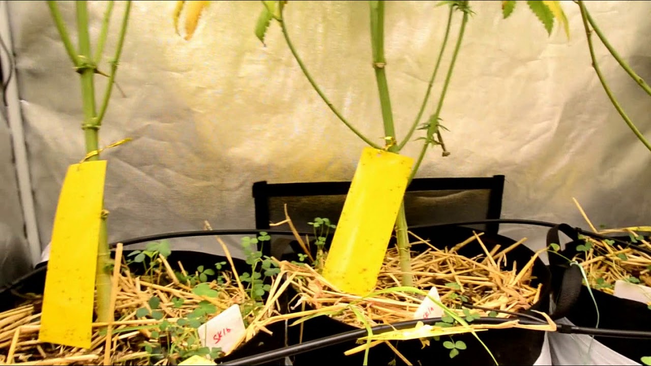 Sour Kosher DNA Genetics // Notill Garden Update Week 9