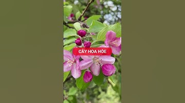 8 Loại cây trồng giúp xua đuổi tà khí, thu hút tài lộc