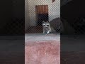 شوف حيوان الراكون وهو بي ياكل